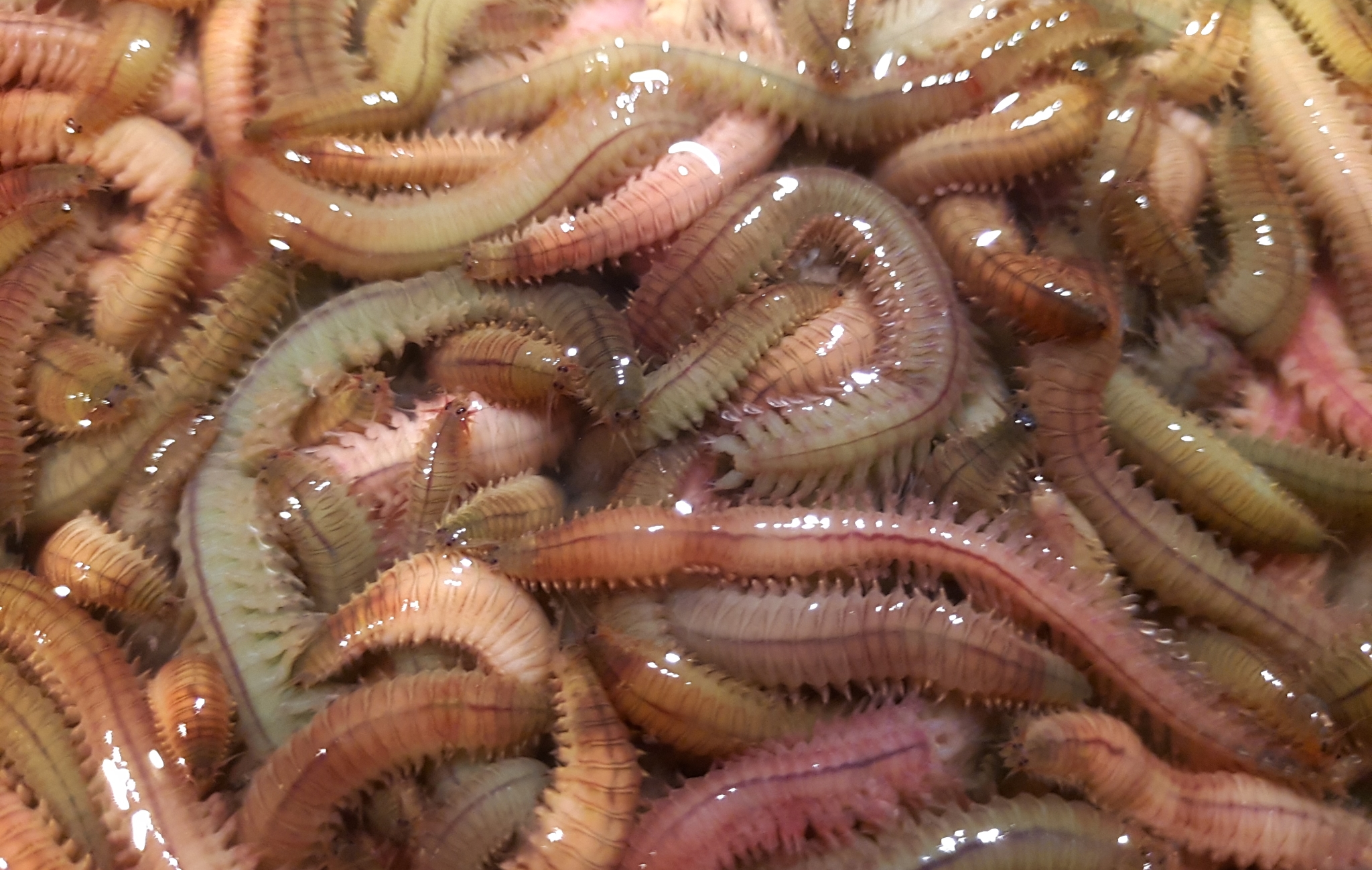 福建最有名的十大恐怖小吃,首次揭秘福建恐怖小吃