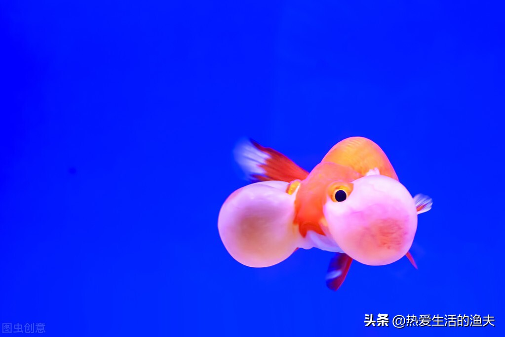 有哪些传统金鱼品种,中国传统的金鱼品种祖先