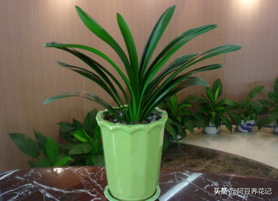 君子兰小苗换盆八大步骤,君子兰旁边长小苗换盆的正确方法