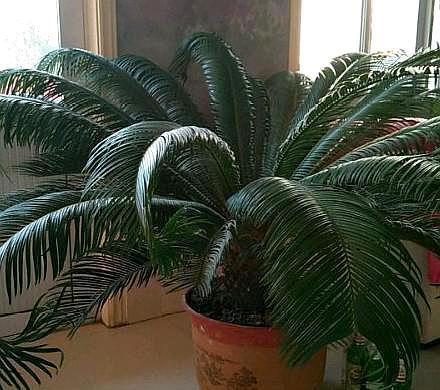 给铁树放硫酸亚铁,给铁树浇水注意事项