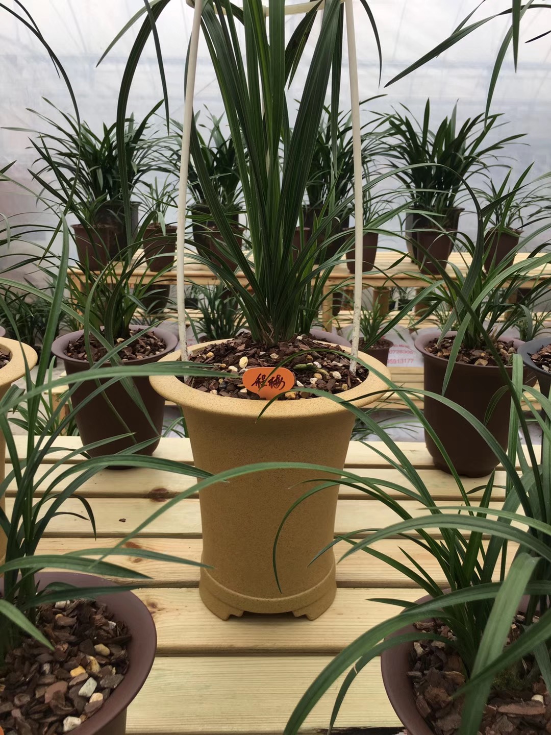 刚买回的兰花栽培知识,刚入手的兰花需要注意什么