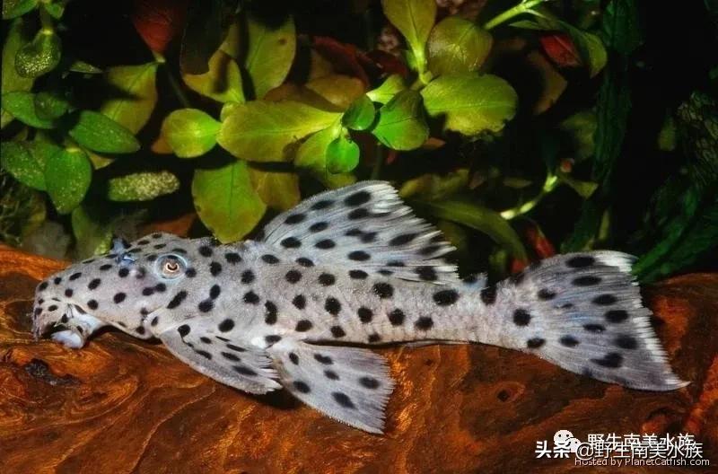 每天认识一种鱼的图片,老鼠斑异型鱼野生和人工区别