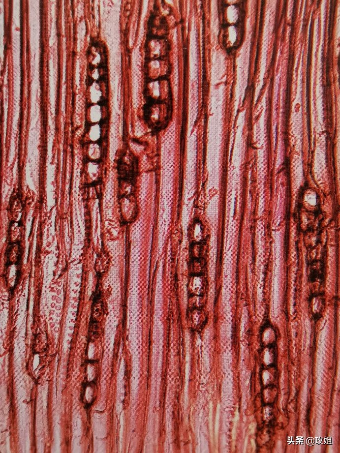 阴沉木和乌木是同一种木吗,阴沉木是什么木