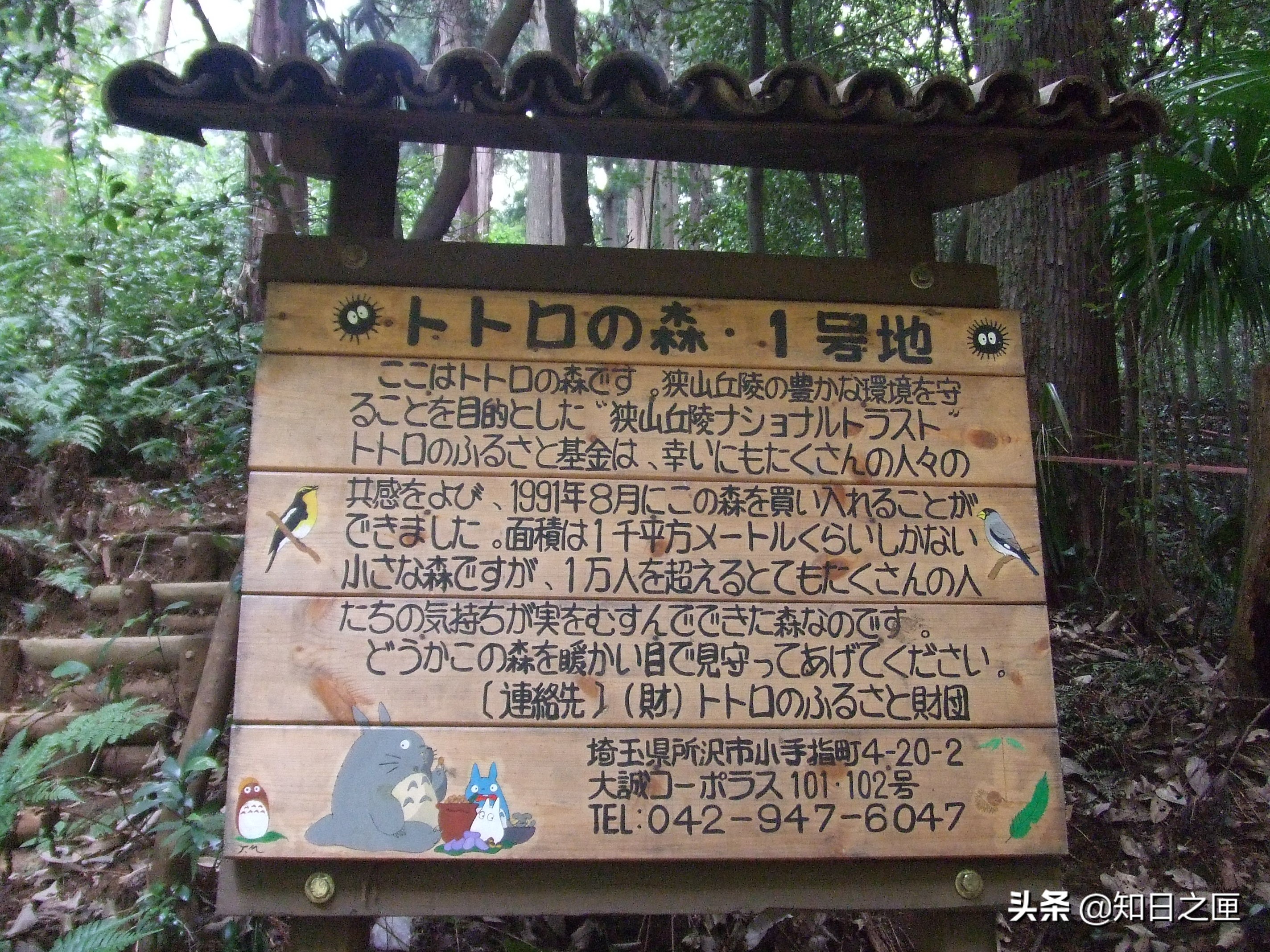 龙猫在日本的什么地方 (萤火之森和龙猫)