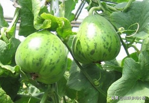 想要甜瓜甜应该如何打药,想要种好各种瓜类