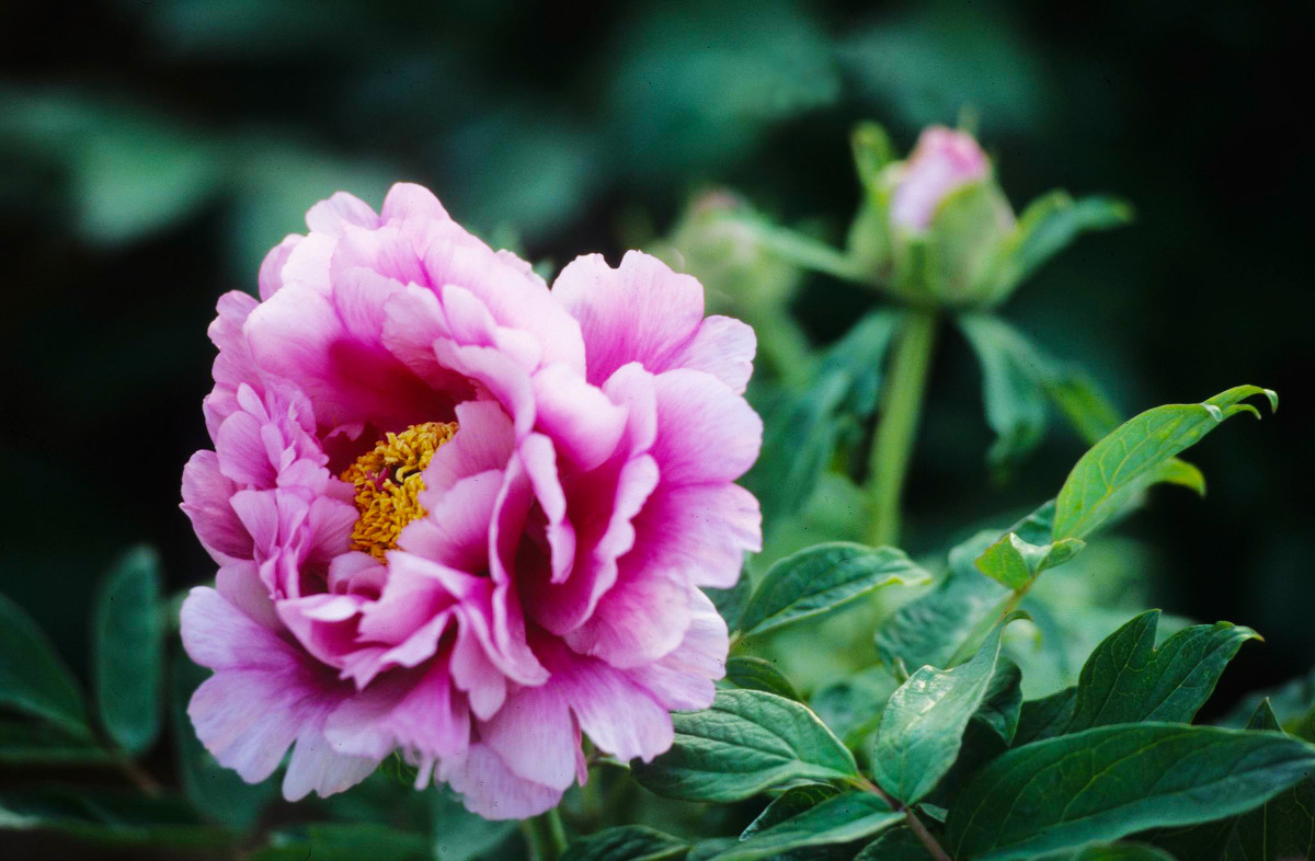 喝这6种花粥能美容养颜,适合春天的十种粥配方