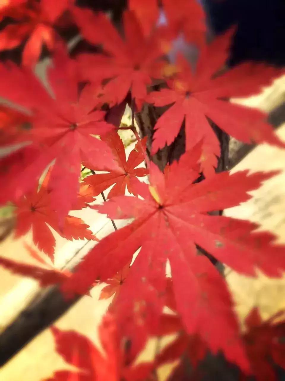 秋天来本溪赏枫叶,醉美枫叶季