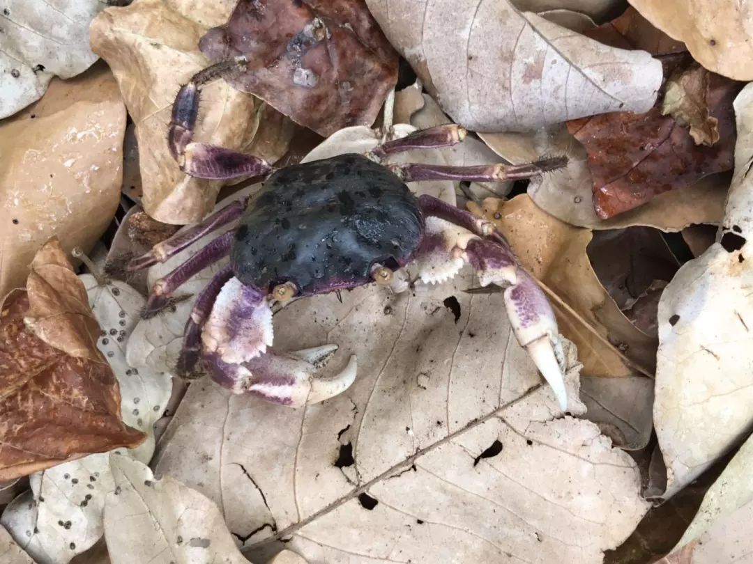 听说过网红猫岛、猪岛，见识过真正硬核的“蟹岛”吗？