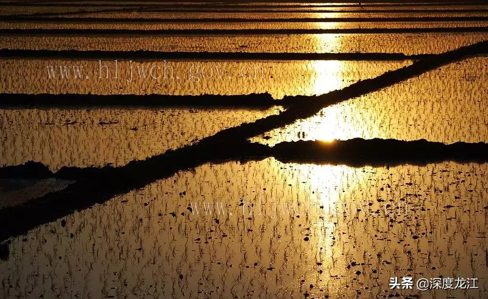 最值得买的五常大米,汲天地之精华养浩然之正气