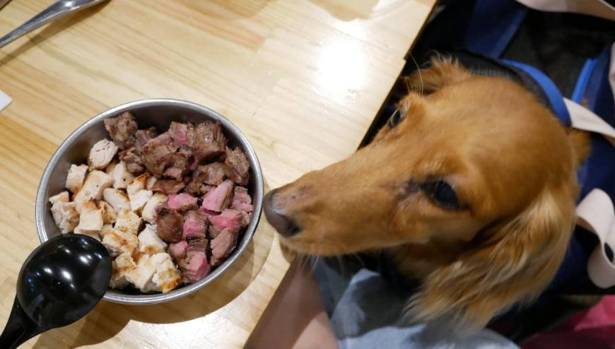 小狗吃巧克力后吃什么不会中毒,小狗吃巧克力后会发生什么症状