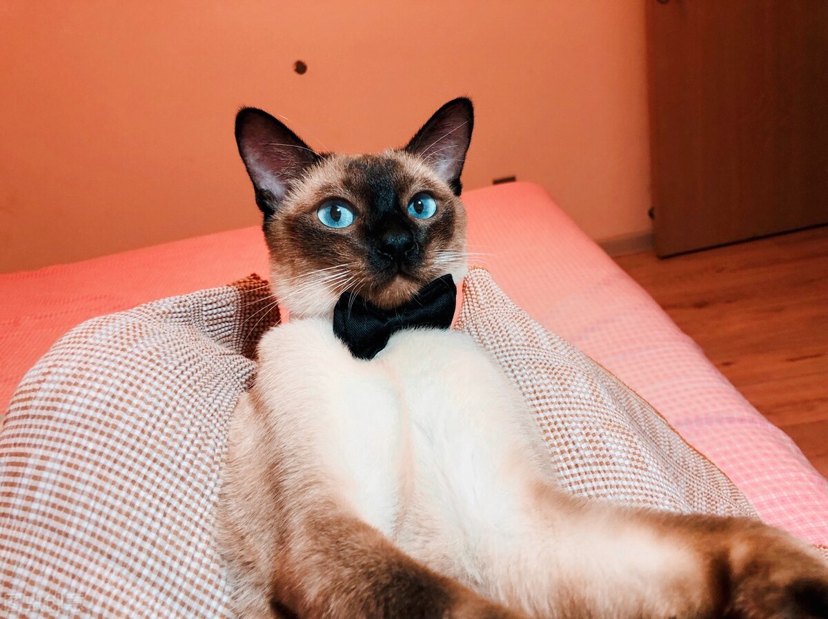 暹罗猫的饲养方法和注意事项,暹罗猫刚养注意什么