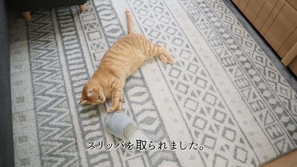 1屋2人3猫，她家是日式收纳美学典范！还有猫咪专用房，吸粉80万