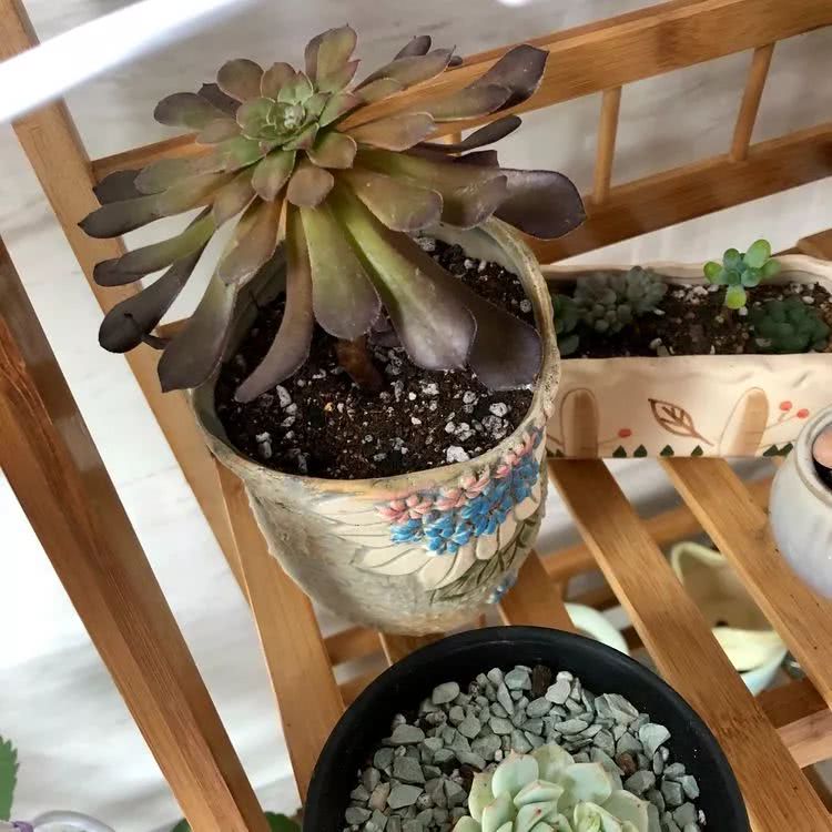 新手小白入坑多肉必看攻略,多肉新手入坑必备指南