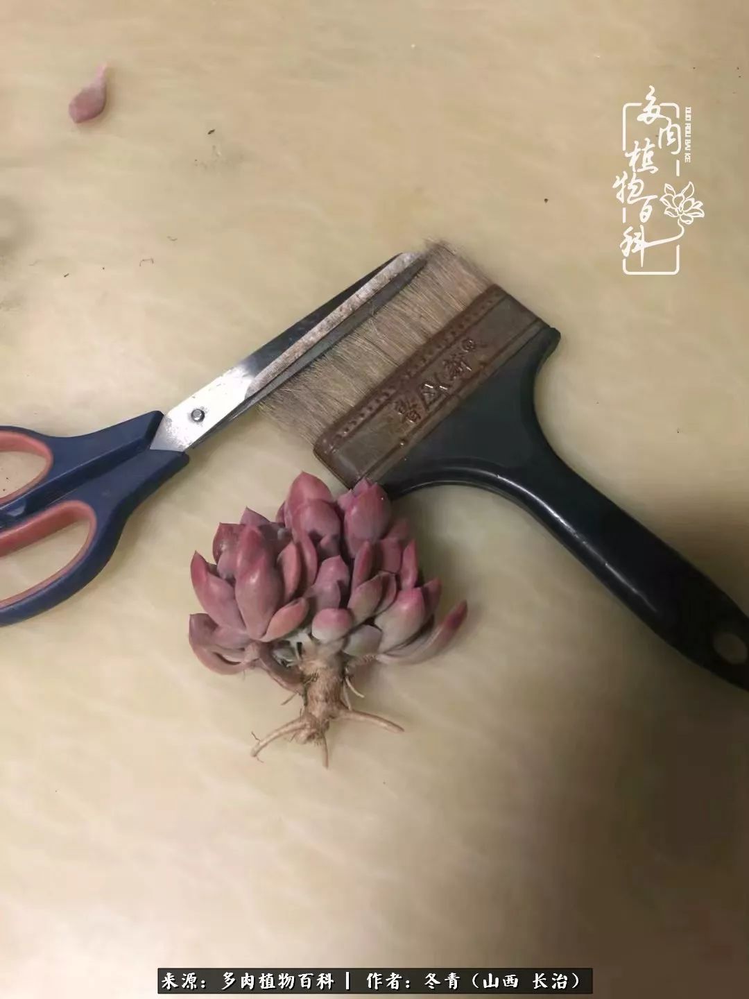 阳台养多肉徒长怎么办,阳台养多肉养殖方法和注意事项