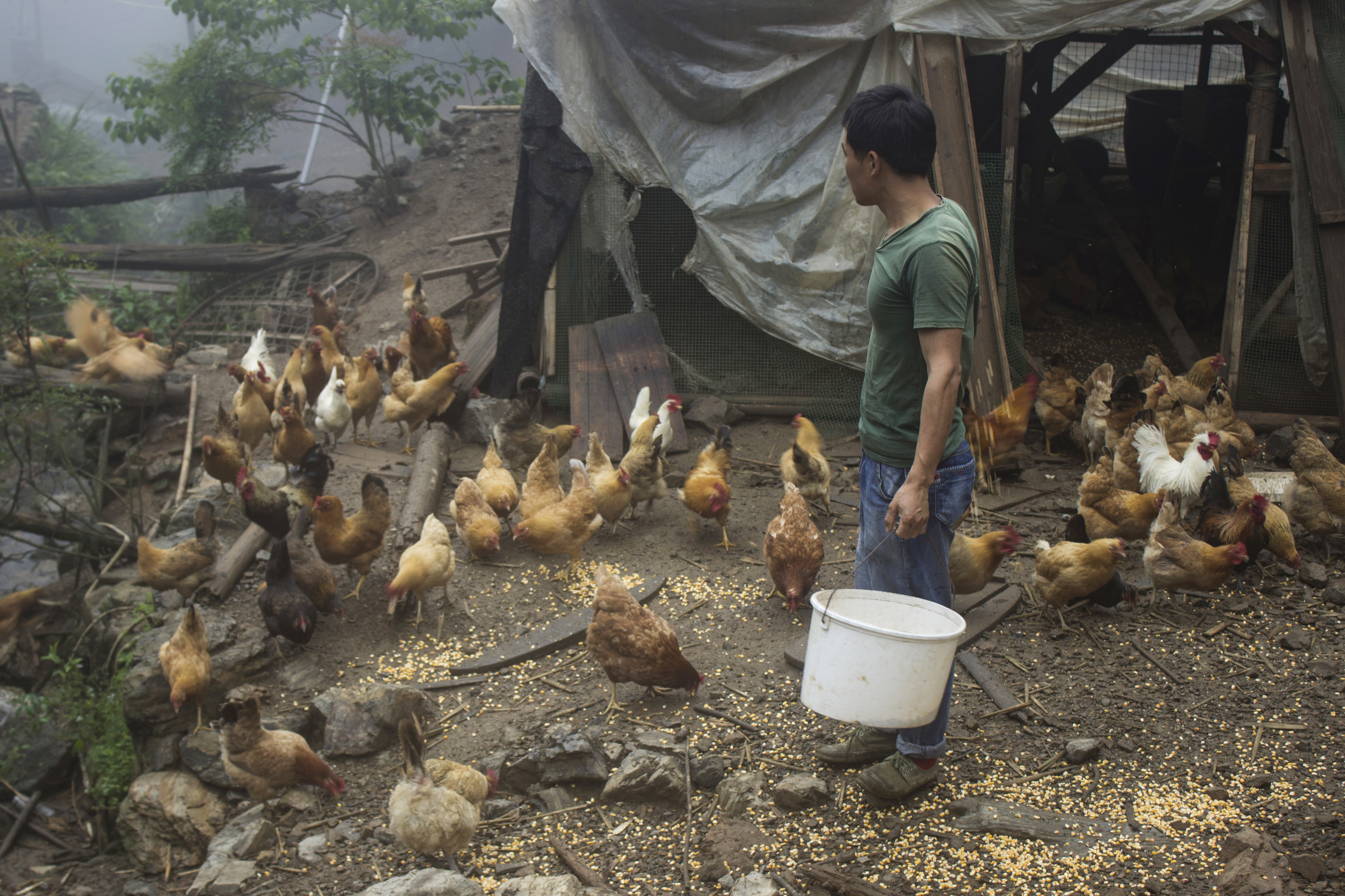 养殖2000只土鸡的成本与利润,养殖土鸡投资知识