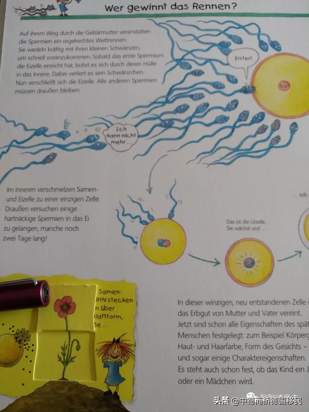 德国性教育绘本,德国儿童性教育