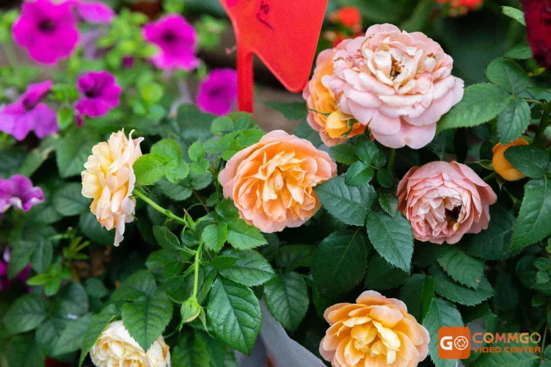 重庆最大的花市在哪里,重庆花市排名前十名