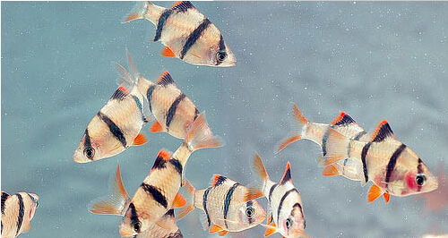 鱼百科动画,鱼百科大全图片