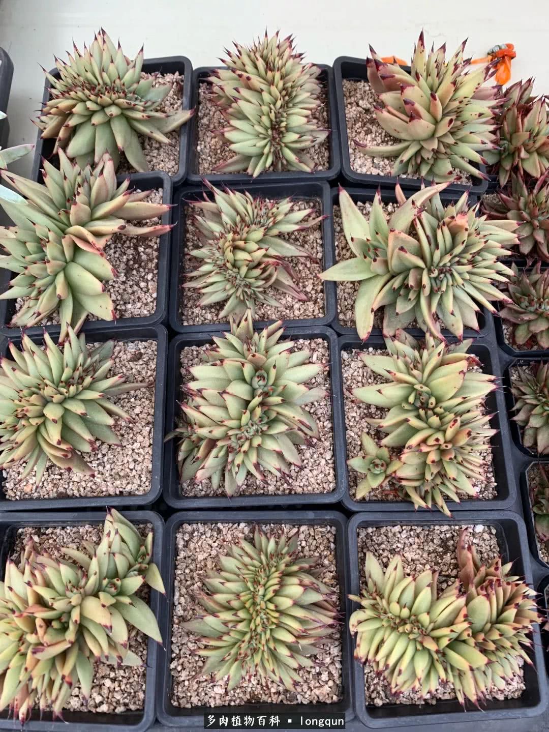 肉叔带你走遍韩国多肉大棚,记一次精彩的采摘之旅