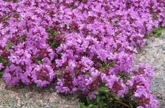 岩石花园景区,岩石园常用花卉