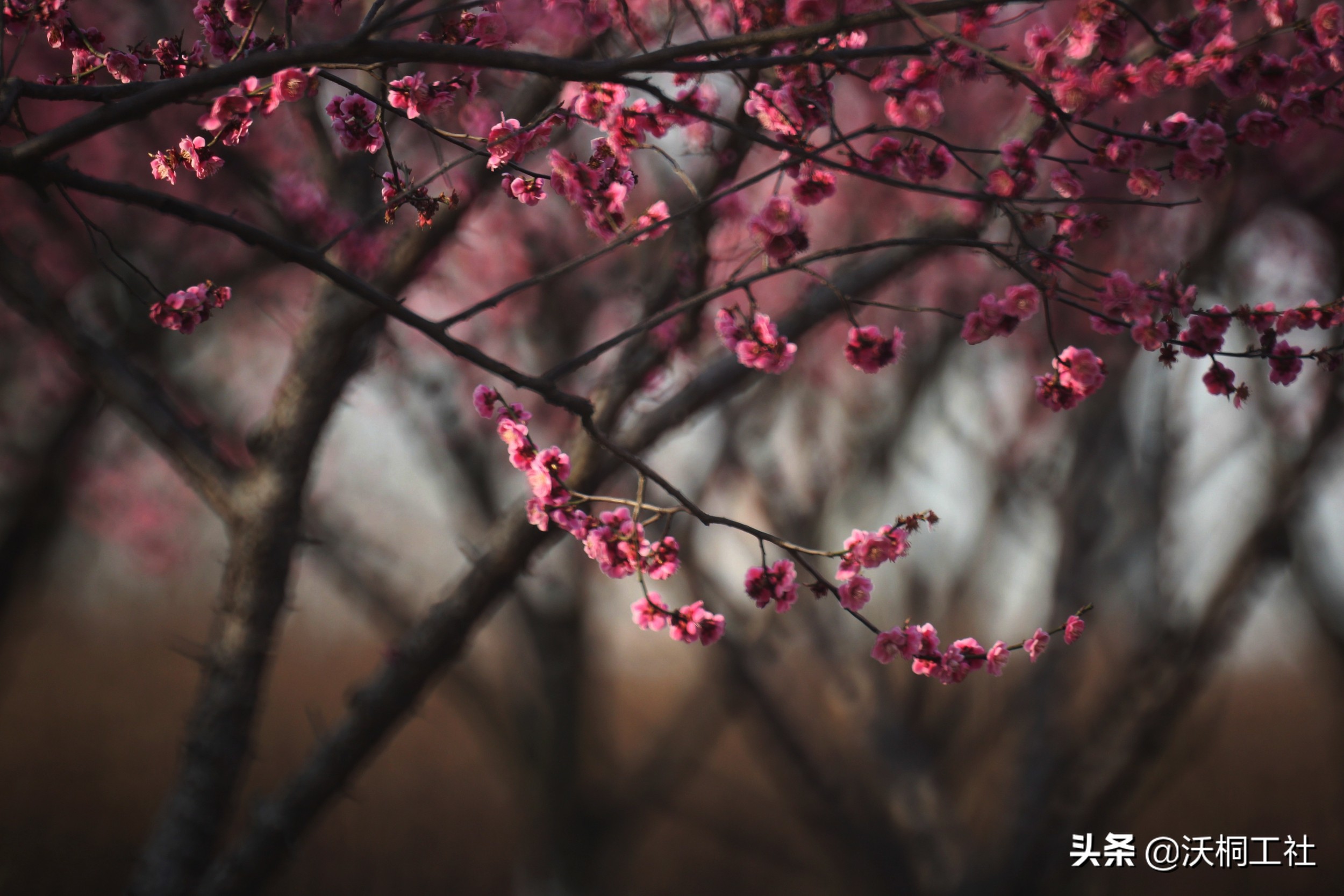 二十四节气花与诗感悟,二十四节气里的梅花诗句