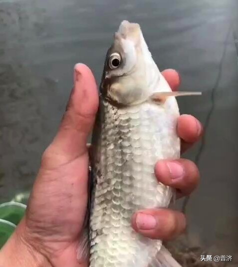 家庭鲫鱼教程,家庭摆擂台视频