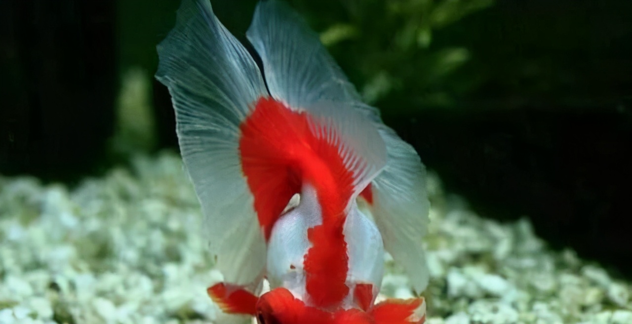 宠物鱼饲养时注意事项,养好宠物鱼注意事项