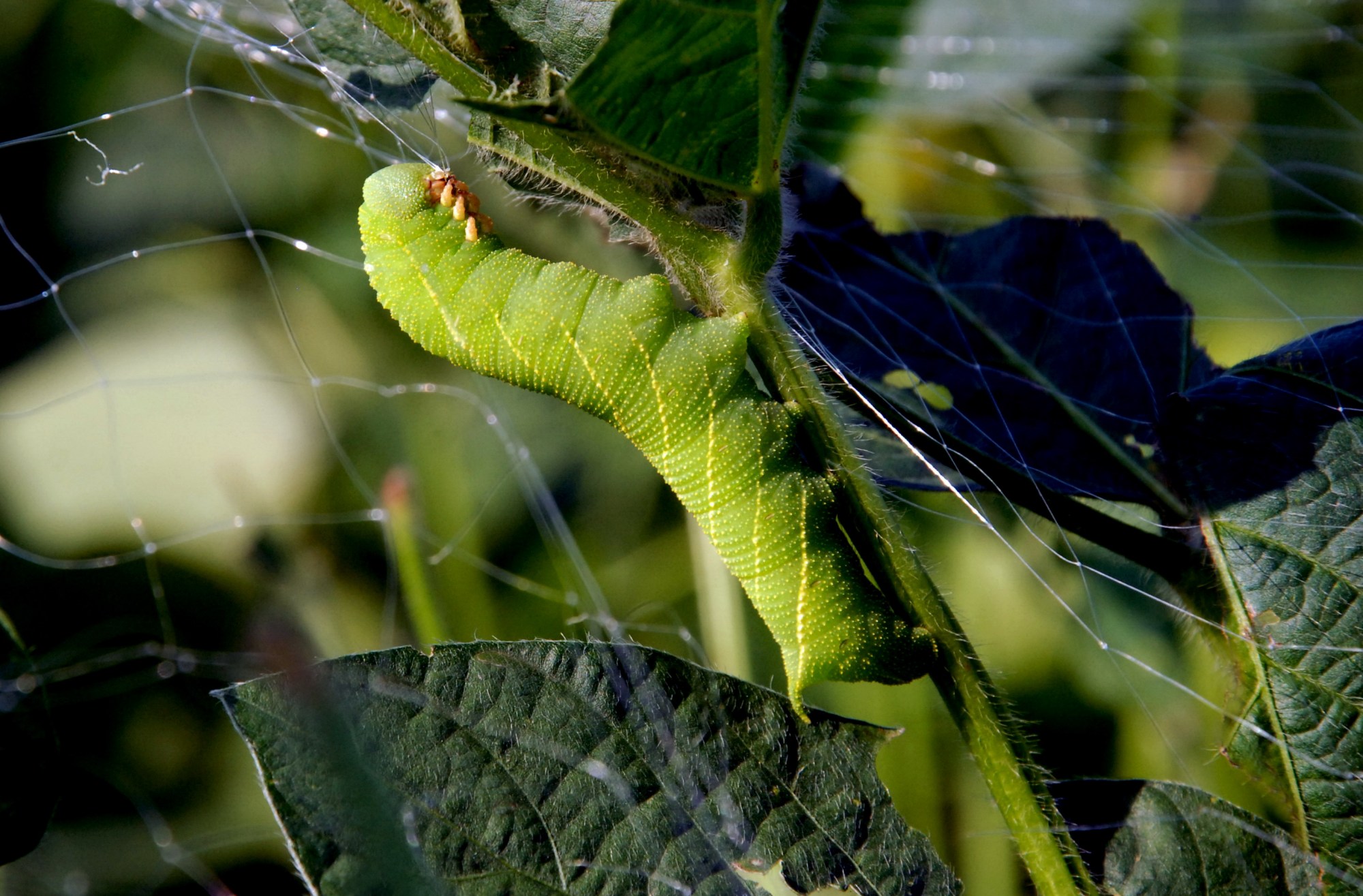 黄豆的虫害有哪些,黄豆地里都有什么虫子