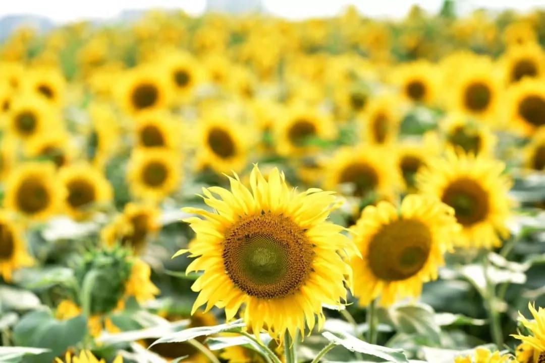 百亩花海竞相开放视频,余杭径山花海