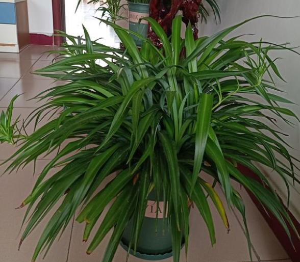 吊兰虽皮实，但有“几点”不可缺，做好叶片四季翠绿，折都折不断