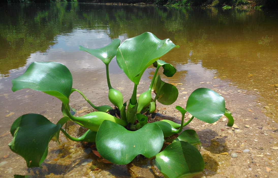 入侵植物都有哪些,混得最惨的入侵植物你有吃过吗