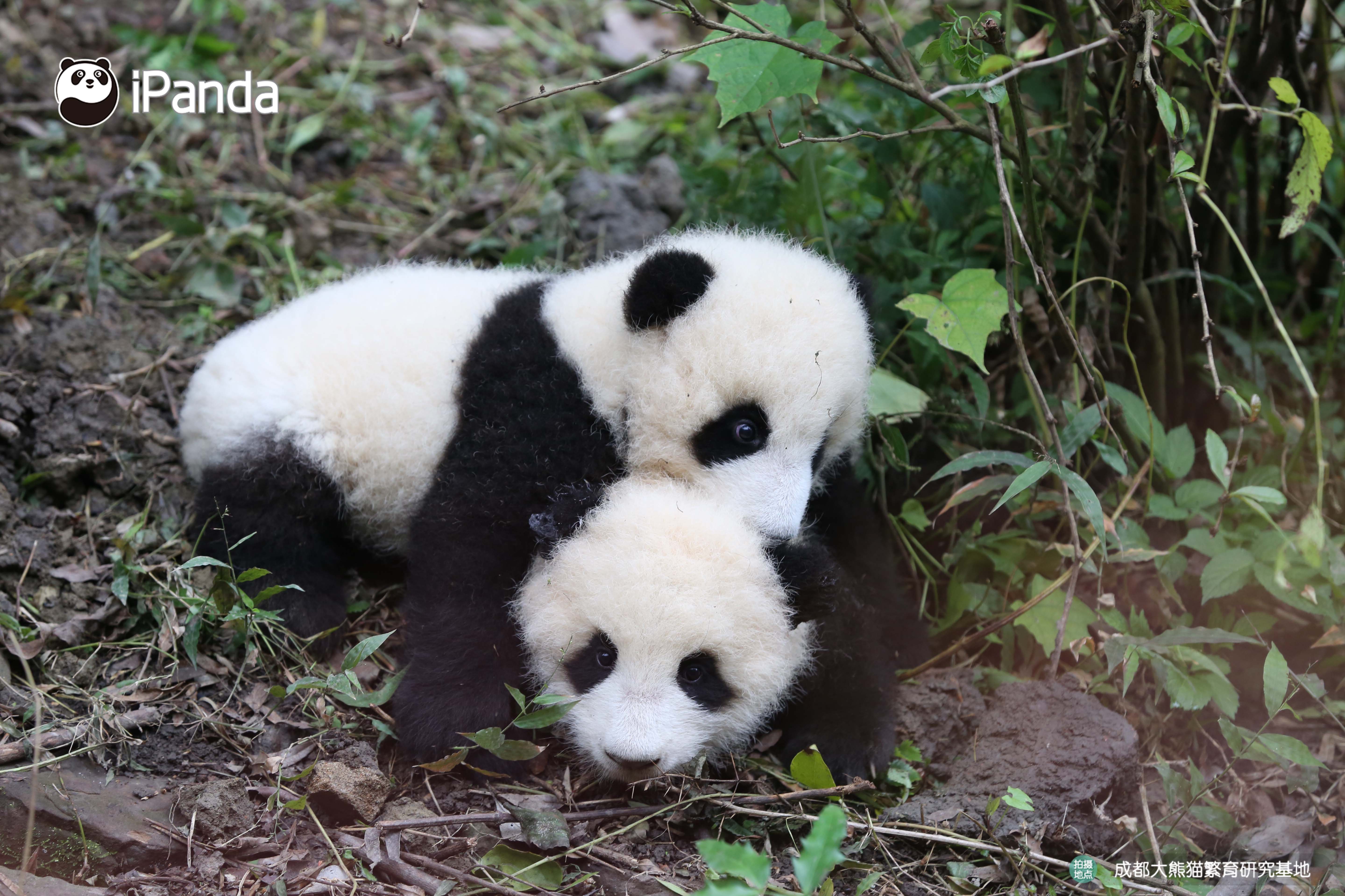 好看的熊头像,好看的熊娃娃