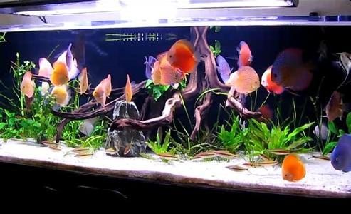 可以过冬的观赏鱼金鱼,能过冬的观赏鱼有哪些