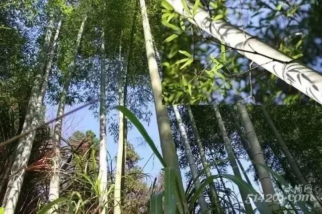 下个月，农村山里的冬笋就可以吃了，冬笋炒老鼠干吃过吗？