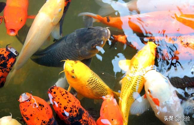 锦鲤养殖技术,锦鲤养殖技术全过程