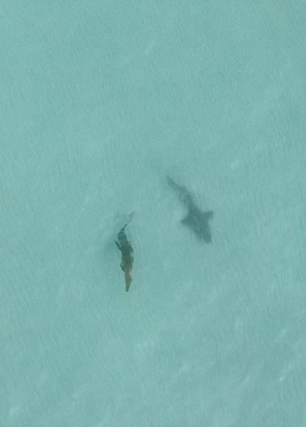 虎鲨捕食鳄鱼,鳄鱼被猎豹抓住