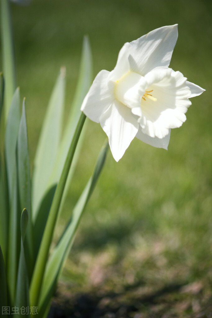 生日鲜花用哪几种花,代表友谊长存和生日快乐花语的花