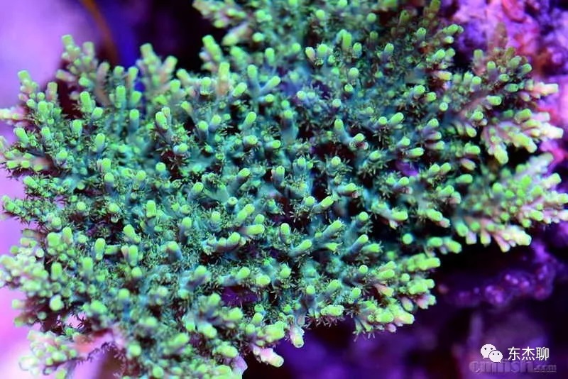 海缸nps好养吗,海缸新刚入缸老是挤在一起