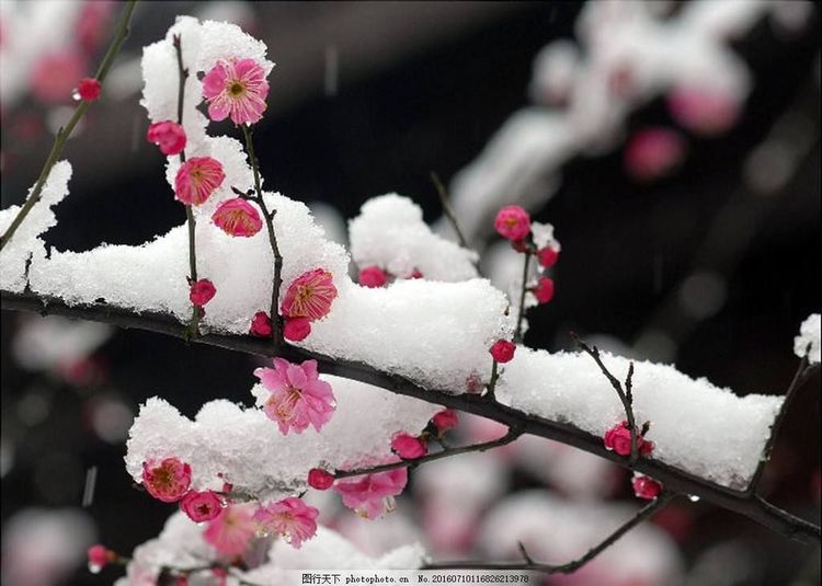 秋韵温柔岁月，冬情惊艳时光