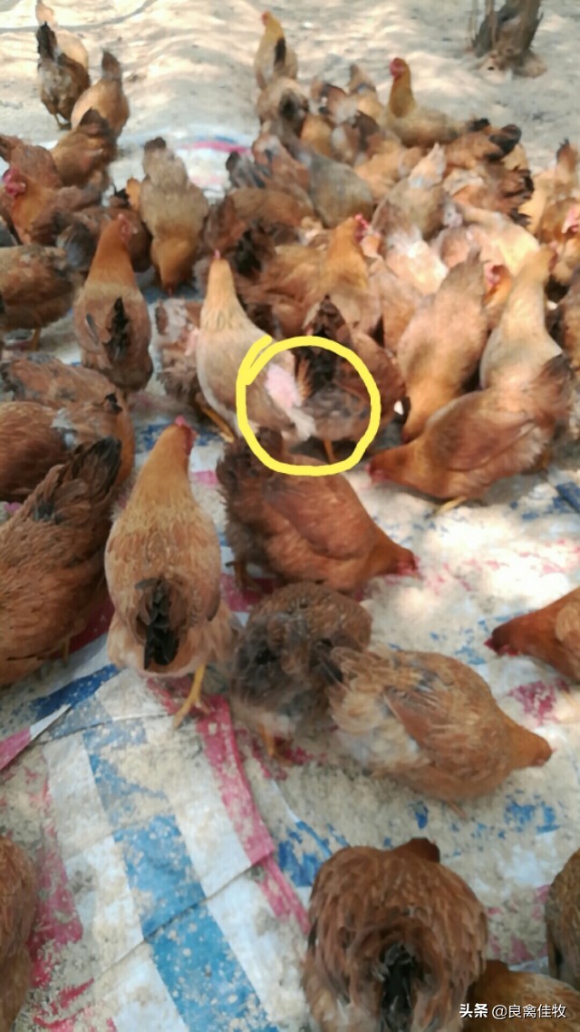 鸡互啄的原因分析及防治,鸡没有完整的羽毛怎么回事