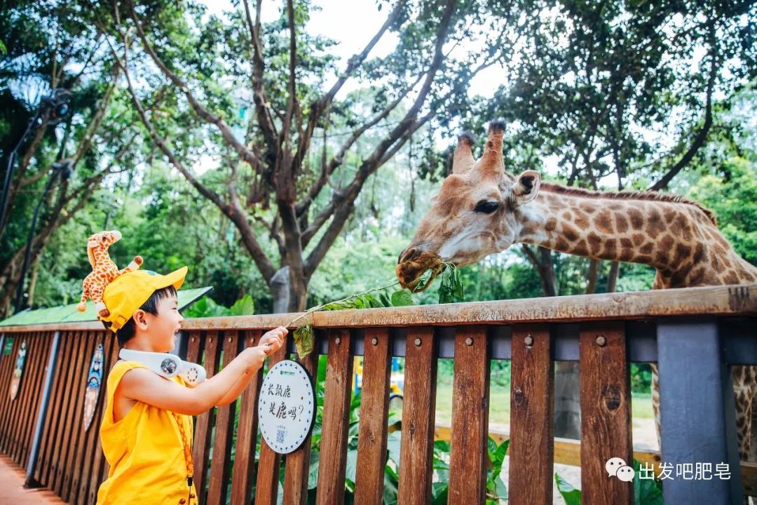 长隆飞鸟乐园长隆熊猫酒店怎么选,周一长隆野生动物园游玩攻略