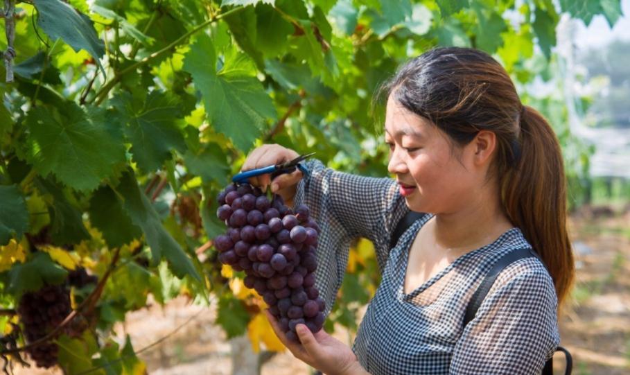 葡萄园套种火龙果,种了两棚火龙果一年收入11万