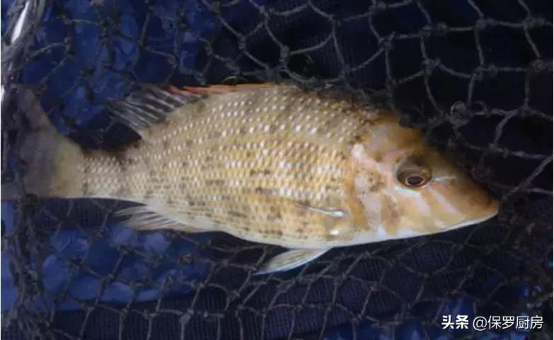 海鲜大荟萃,常见贝壳类海鲜