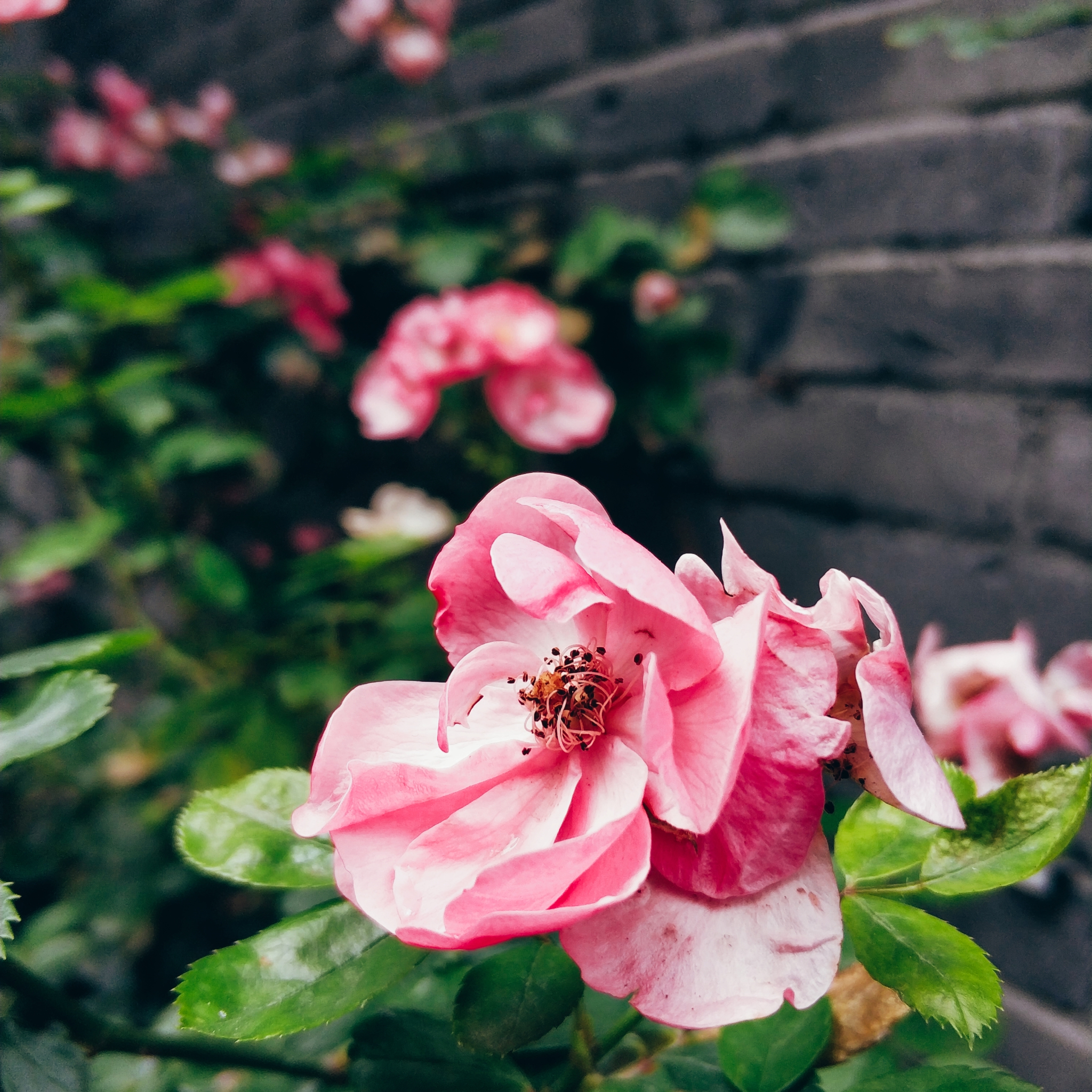 川藏线骑行从成都还是拉萨开始,318川藏线成都到拉萨骑行赛