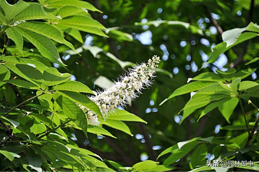 七叶树为什么是佛门树,七叶树也叫菩提树