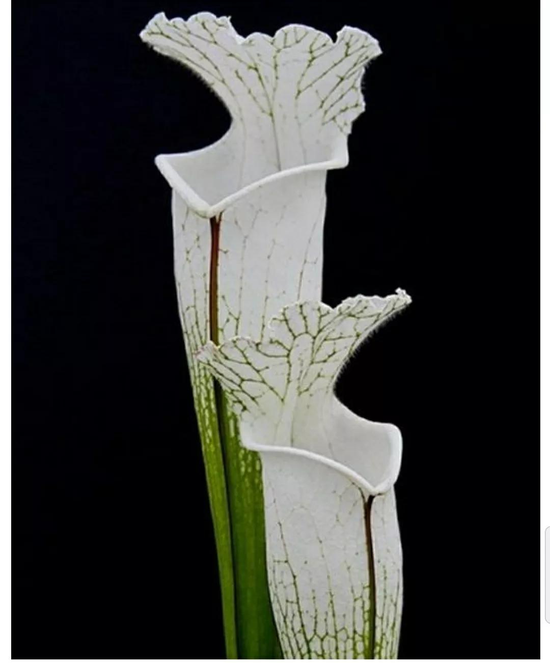 秋日私语：抬头一笑百媚生，美不惊人死不休的造型奇花