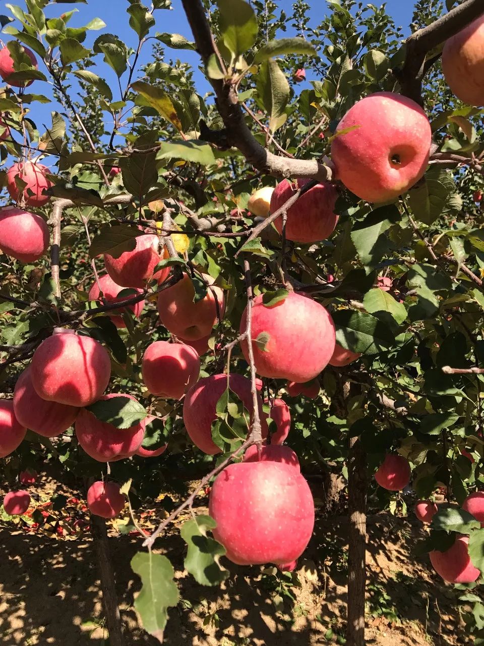 瓦房店真是个好地方,爱上大连这座城