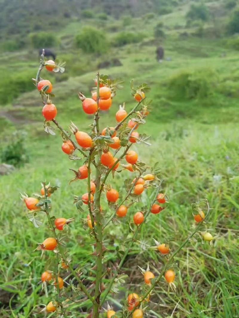 我们的童年时光,我们的童年舞蹈