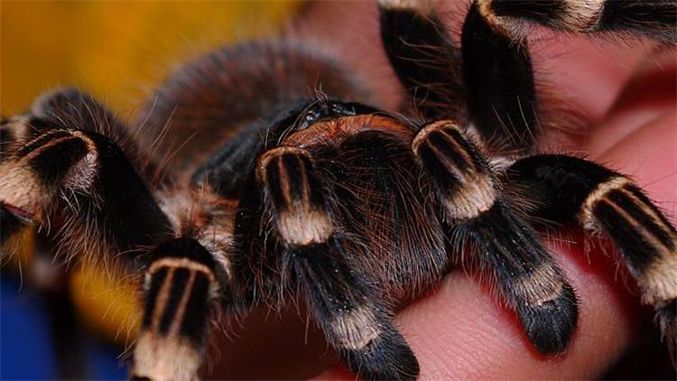 饲养蜘蛛要准备哪些用品,巴西所罗门蜘蛛饲养教程