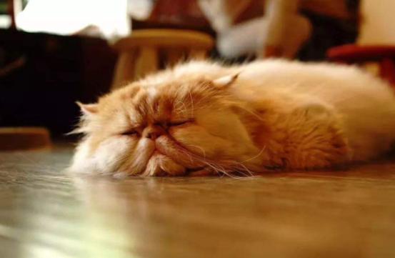 猫咪乳腺溃烂会自己好吗,猫咪乳腺有结节病变